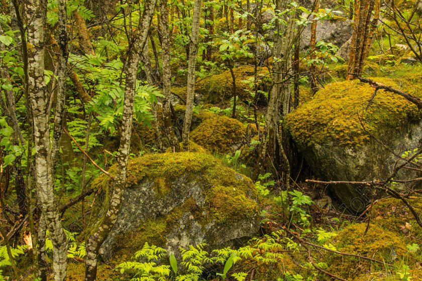 Mossy Stones in the Forest 
 Kjenndalsbreen, Norway 2019